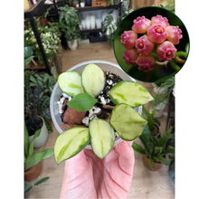 Kép betöltése a galériamegjelenítőbe: Hoya heuschkeliana variegata - Tropical Home