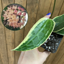 Kép betöltése a galériamegjelenítőbe: Hoya macrophylla/latifolia albomarginata