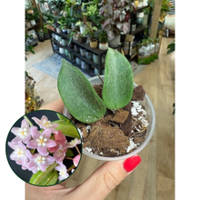 Kép betöltése a galériamegjelenítőbe: Hoya thomsonii pink - Saját szaporítás - Tropical Home