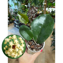 Kép betöltése a galériamegjelenítőbe: Hoya surigaoensis - Saját szaporítás - Tropical Home