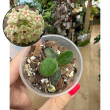 Kép betöltése a galériamegjelenítőbe: Hoya serpens - Saját szaporítás - Tropical Home