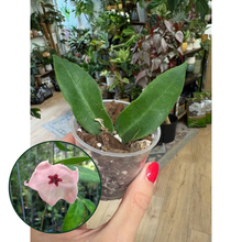 Kép betöltése a galériamegjelenítőbe: Hoya patella "Pink" - Saját szaporítás - Tropical Home