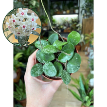 Kép betöltése a galériamegjelenítőbe: Hoya mathilde - Viaszvirág - Wax plant - Tropical Home