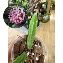 Kép betöltése a galériamegjelenítőbe: Hoya minibelle splash- Saját szaporítás - Tropical Home
