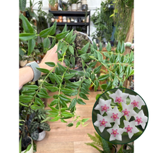 Kép betöltése a galériamegjelenítőbe: Hoya bella - Viaszvirág - Wax plant - Tropical Home