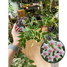 Kép betöltése a galériamegjelenítőbe: Hoya bella - Viaszvirág - Wax plant - Tropical Home