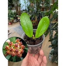 Kép betöltése a galériamegjelenítőbe: Hoya lobbii - Saját szaporítás