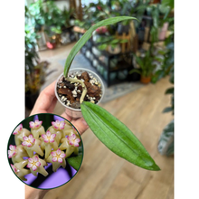 Kép betöltése a galériamegjelenítőbe: Hoya rindu rafflesia (sp. Bengkulu) - Saját szaporítás