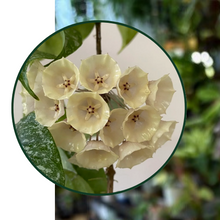 Kép betöltése a galériamegjelenítőbe: Hoya cystiantha splash- Saját szaporítás - Tropical Home