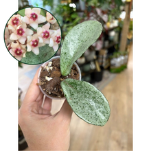 Kép betöltése a galériamegjelenítőbe: Hoya carnosa "Grey ghost"- Saját szaporítás - Tropical Home