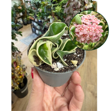 Kép betöltése a galériamegjelenítőbe: Hoya carnosa compacta albomarginata - Saját szaporítás - Tropical Home