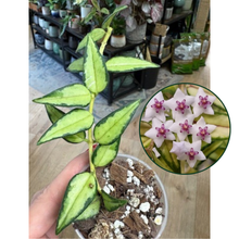 Kép betöltése a galériamegjelenítőbe: Hoya bella variegata (Lida buis)- Saját szaporítás - Tropical Home