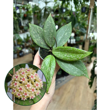 Kép betöltése a galériamegjelenítőbe: Hoya verticillata IML 1618 (Hoya wibergiae)