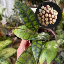 Kép betöltése a galériamegjelenítőbe: Hoya callistophylla "Black cat" 9cm átmérő - Tropical Home