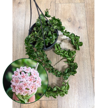 Kép betöltése a galériamegjelenítőbe: Hoya carnosa compacta - Hindu rope - Tropical Home