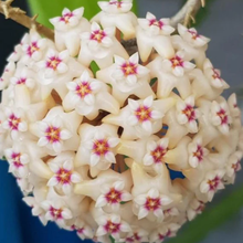 Kép betöltése a galériamegjelenítőbe: Hoya parasitica heart leaves silver - Saját szaporítás