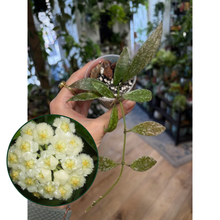 Kép betöltése a galériamegjelenítőbe: Hoya lacunosa "Laos" 6cm cserépátmérő - Tropical Home