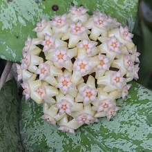 Kép betöltése a galériamegjelenítőbe: Hoya Michele silver- Saját szaporítás