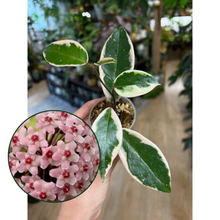 Kép betöltése a galériamegjelenítőbe: Hoya carnosa "Flamingo dream"- Saját szaporítás - Tropical Home