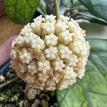 Kép betöltése a galériamegjelenítőbe: Hoya finlaysonii round leaf - Saját szaporítás