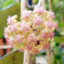 Kép betöltése a galériamegjelenítőbe: Hoya cv. "Joy" - Saját szaporítás