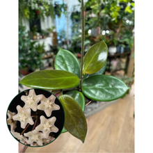 Kép betöltése a galériamegjelenítőbe: Hoya vangviengiensis 6cm - Tropical Home