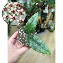 Kép betöltése a galériamegjelenítőbe: Hoya flagellata silver - Tropical Home