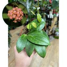 Kép betöltése a galériamegjelenítőbe: Hoya fitchii 9cm - Tropical Home