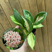 Kép betöltése a galériamegjelenítőbe: Hoya carnosa "Krimson princess" 6cm - Viaszvirág - Wax plant