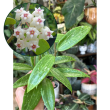 Kép betöltése a galériamegjelenítőbe: Hoya sp. Loei 6cm