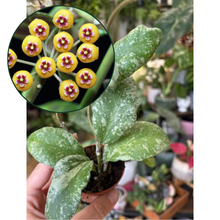 Kép betöltése a galériamegjelenítőbe: Hoya waymaniae Kapuas "Cloudy sky" 6cm
