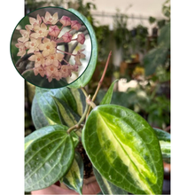 Kép betöltése a galériamegjelenítőbe: Hoya macrophylla/latifolia "Pot of gold" 11cm