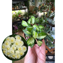 Kép betöltése a galériamegjelenítőbe: Hoya lacunosa "Bruno tricolor" 6cm - 1 töves