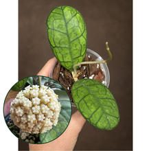 Kép betöltése a galériamegjelenítőbe: Hoya finlaysonii round leaf 8cm - Saját szaporítás