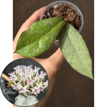 Kép betöltése a galériamegjelenítőbe: Hoya mitrata silver (Buntok) 6cm - Saját szaporítás
