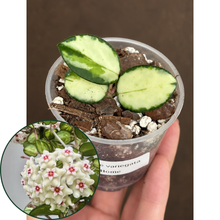 Kép betöltése a galériamegjelenítőbe: Hoya mathilde variegata 6cm - Saját szaporítás