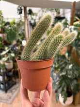 Kép betöltése a galériamegjelenítőbe: Hildewintera colademononis 9cm - Monkey's Tail Cactus