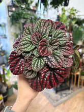 Kép betöltése a galériamegjelenítőbe: Peperomia caperata "Lucinda" - Törpebors