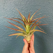 Kép betöltése a galériamegjelenítőbe: Tillandsia multiflora red - Air plant - Tropical Home