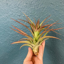 Kép betöltése a galériamegjelenítőbe: Tillandsia multiflora red - Air plant - Tropical Home