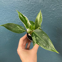 Kép betöltése a galériamegjelenítőbe: Philodendron "White princess" mini - Tropical Home