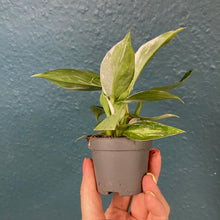 Kép betöltése a galériamegjelenítőbe: Philodendron "White princess" mini - Tropical Home