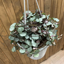 Kép betöltése a galériamegjelenítőbe: Ceropegia woodii "Silver glory" - Ámpolna gyertyavirág - String of hearts - Tropical Home
