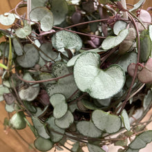 Kép betöltése a galériamegjelenítőbe: Ceropegia woodii "Silver glory" - Ámpolna gyertyavirág - String of hearts - Tropical Home