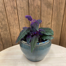 Kép betöltése a galériamegjelenítőbe: Gynura aurantiaca "Purple passion" - Bíbor bársonylevél - Tropical Home