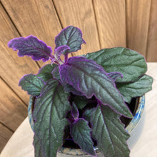 Kép betöltése a galériamegjelenítőbe: Gynura aurantiaca "Purple passion" - Bíbor bársonylevél - Tropical Home