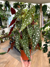 Kép betöltése a galériamegjelenítőbe: Begonia Maculata - Pöttyös levelű begónia