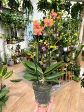 Kép betöltése a galériamegjelenítőbe: Phalaenopsis "Paprika"