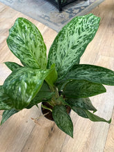 Kép betöltése a galériamegjelenítőbe: Aglaonema "Greenlight" - Rákvirág - Chinese Evergreen