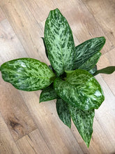 Kép betöltése a galériamegjelenítőbe: Aglaonema "Greenlight" - Rákvirág - Chinese Evergreen